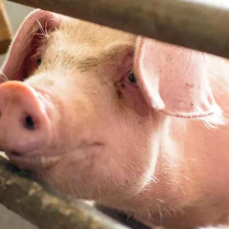 Steinberger Appartement *